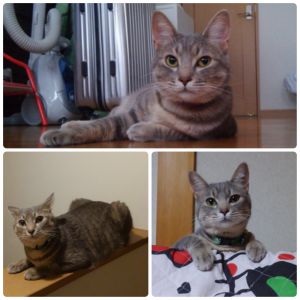 グリ（湯沢市）猫を譲っていただきお聞きしていた誕生日が、確か9月21日生まれと聞いており、約１年になる今の写真を送らせてもらいました。