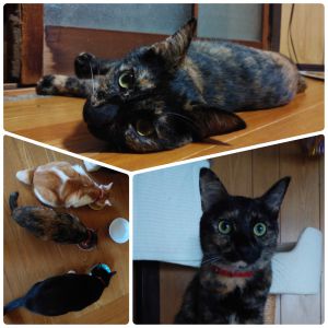 おはぎ（秋田市）昨年9月の譲渡会で猫を譲ってもらいました。避妊手術の際に肝臓の数値に異常が見られ、投薬により今は若干数値が高いものの安定しています。おはぎ自身は特に症状もなく毎日元気に過ごしています。先日保護主さんにも少しお会い出来ました。先住猫達含め家族皆が未だにおはぎにメロメロです。いぬねこネットワークの皆様、その節はありがとうございました。これからも活動頑張ってください。