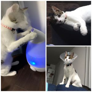 れん（能代市）家に来た時から、ゴロゴロ鳴らしていました。やんちゃ、甘えん坊、好奇心旺盛で、もうメロメロです。この前、避妊手術を無事終えました。今日も、やんちゃに走り回っています。