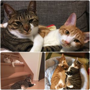 テン・ココ（大仙市）うちのコになって一年が経ちました。二匹でいつも追いかけっこしたり、お昼寝したりとっても仲良しです。窓辺に二匹並んでお外を眺めるのが好きで近所の皆さんにかわいいねと言われています！これからも家族として大切にします(=^ェ^=)
