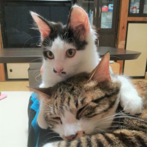 しずく（秋田市）我が家に来て早くも２ヶ月が経ちました。おとなしく見えたのはねこ風邪をひいていた始めの２日ぐらいで後は毎日大運動会でびっくり。どうやらお転婆娘だった様です。心配していた先住猫（５歳オス）との顔合わせも拍子抜けするほどスムーズでした。てっきり「シャー」とか「ウー」とかで始まるのかと思って身構えていたのに、始めから写真のように仲良しです。今年になるまで２匹目を迎え入れるのはあまり考えていませんでしたが、しずくをもらったのはいろいろな意味で正解だったと思っています。