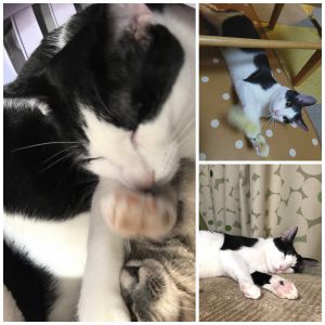 やまと（横手市）やまとをお迎えして10日になりました。もうすっかり我が家になくてはならない存在となり、毎日ゴロゴロペロペロ、みんなデレデレです。ツンデレ先住さんにもめげずにペロペロ、猫パンチされても全く動じずに自分のペースに巻き込んじゃう、スペシャルキャット様。おかげでとても明るい我が家となりました。今まで大切にはぐくんでくださったいぬねこネットワークの皆様に心から感謝です！