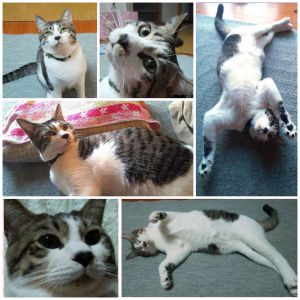 ゆず（湯沢市）譲渡会の時はお世話になりました。譲渡会の時からあっという間に2ヶ月経ちました！ゆずと名付けて毎日可愛がってます！日が経つにつれてやんちゃぶりを発揮？してきました（笑）ゆずが来てくれたおかげで心の拠り所を新たにみつけた気がします！今月去勢手術を予定してます。ゆずと出会う機会をくださりありがとうございました！