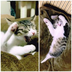 はな（横手市）我が家に「はな」が来て２ヶ月になります。毎日元気に遊んで食べて寝て、すくすく成長しています。いぬねこネットワークの募集欄には「はな」はメスと書いてありましたが、先日動物病院へワクチン接種に行ったところ、オスだと言われました。「はな」という名前を変えようと思いましたが、すでに「はな」と呼ぶと反応するためこのままの名前でいく事にしました。家族はもちろん、お客さんにもすぐなついています。ヤンチャすぎるときもあり、大変だ―と言いながらみんな笑顔で世話をしています。本当に「はな」が来てくれて良かったです。ありがとうございました。