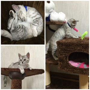 ミント（八郎潟町）こんにちわ、ミントです=^_^= ここのおうちに来て２ヵ月ちょっと。体重は６００ｇ→２０００ｇになったよ いっぱい食べて、いっぱい遊んで、いっぱい寝て、毎日楽しく生活してるよ☆