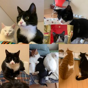 ごま（由利本荘市）2019年12月7日に「ごまちゃん」が来てくれて早２ヶ月が過ぎました。まだ２ヶ月しか経ってないのかとビックリするほど我が家に馴染んでいます。２匹の先住猫に色々教えられ逞しく育っています！マイクロチップの装着も無事終わり、来月には去勢手術を予定してます。これからも３匹仲良し健やかに育ってほしいです。