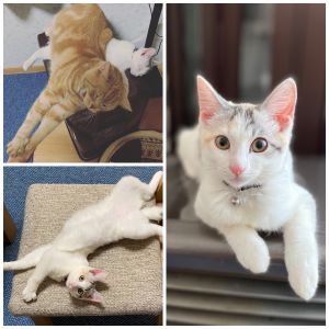 モモ（由利本荘市）今では、先住の猫ちゃんが大好き。おしゃべりが大好きで、お兄ちゃんと元気に走り回っています。