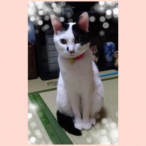 たま（秋田市）家族の言うこともなんでもわかる頭の良い子です。毎朝のブラッシングが大好き♪自分でおもちゃを引っ張り出して、一緒にあそぼうと誘ってきます。前足揃えておすまし顔で座っている姿は、まるで置物です。