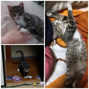 ちー「ちーちゃん」が、家の家族になって2か月が経とうとしておりますのでご報告させて頂きます。来た頃はこんなに小さかったですが、ケージの中にご飯（子猫用）、水、ベッドを置き、障子の影にウッドチップトイレと、システムトイレ。を用意させて頂きました。おもちゃを投げると、追いかけ、持ってきます。寝るときはのび。寝起きの顔はこんな感じです。今からカゴに入るように特訓中です。ちーちゃんは、自分から抱っこされに来ます。人から抱っこをされるのは、嫌みたいです。便ももりもりします。毎日目の前でしてくれます。可愛いです。23日には、また譲渡会ですね。お疲れさまです。1匹でも多くのわんちゃん、にゃんこが新しいご家族に出会えます様。お祈り申し上げます。