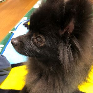ぐう太（湯沢市）まだ人馴れしなくて知らない人を見ると吠えて、家の中でも威嚇して噛んだりしますが、家族皆んなで四苦八苦しながら楽しくしてます。