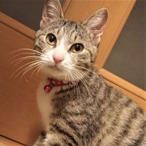 ミルク（秋田市）毎日元気に過ごしています！先住猫の抹茶とも仲良くなってきました。仲間ができて二人共楽しそうです！