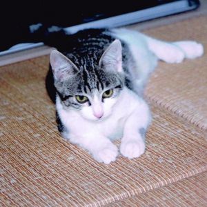 ニコ毎日元気に走りまわっております。