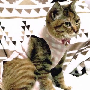 うに2/16に抜糸も終わり、元気に走り回っています。いつも通りのうにになって一安心です。これからもいっぱいかわいがります。