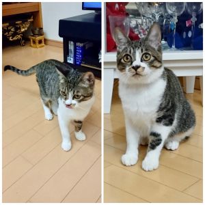 アロこんばんわ、名前はアロ君になりました。明日が去勢手術の予約日です。とりあえず報告させていただきます❗