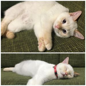 るう（大館市）「るう」と名付けました猫は元気に、少しおてんばになって成長中です。2ヶ月経ち、すっかり家族としていなくてはならない存在になっています。