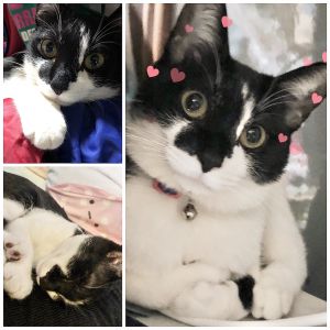 ハナ（横手市）ハナが来て8カ月が経ちました。性格は寂しがり屋さんなくせに、甘えんぼかと思いきや冷たい素振り、ツンデレさんです。家族みんな仕方ないなーと笑いながら尽くしています。家族の一員になってくれてありがとう。これからもずっと一緒に過ごしていきます。お世話になった皆様ありがとうございました。