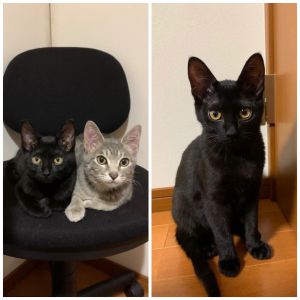 フィドル（秋田市）令和元年12月15日に家族に迎え入れました、フィドルです。軽い猫風邪の影響で目やにの治療中ですが、毎日元気に走り回り、甘えまくっております。フィドルと出会うきっかけをくださったいぬねこネットワークさん、保護主様には感謝です。大切に育てていきます。