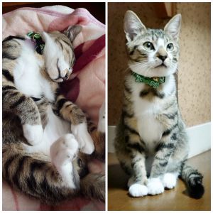 ソラン（横手市）我が家に来てまもなく2ヶ月ですが、すっかり慣れた様子で、リラックスして過ごしてくれているようです。リラックスしすぎで、お腹を出して寝ていることもあります。トイレの粗相もなく、名前を呼ぶと飛んできてくれますし、お留守番のときは、決まった場所に座ったり、そのまま寝ていたりしていて、留守中に大きなイタズラをすることもなく、保護主様から賢い子と伺っていましたが、本当にお利口です。家族にも慣れて、犬派だった父も既にメロメロです(笑)大切に可愛がって育てていきたいと思っています。3月5日に去勢手術予定です。