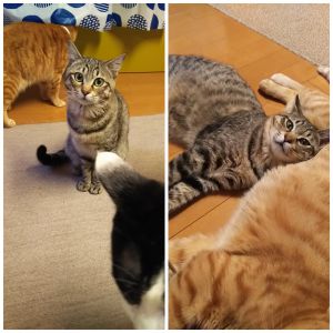 とらお（能代市）無事に去勢手術終わりました。先住猫たちとも仲良くまったり過ごしています！