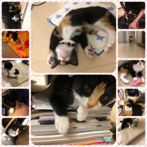 かえら（にかほ市）我が家の家族となり5ヶ月が経ちました。抱っこ抱っことせがんだり顔などをチュパチュパ吸ったりと、とっても甘えん坊さんです。毎日毎日、家族みんなが癒されています。先日、避妊手術も無事に終えエイズや白血病の検査も陰性でした。この子と巡りあわせていただきありがとうございました。