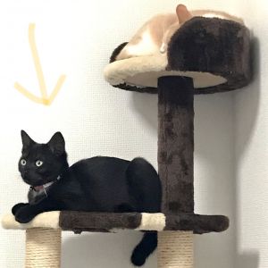 キキ（秋田市）連絡が遅くなりすみません。12月に家族の一員になったキキさん、先住猫とは時々喧嘩もしていますが慣れてくれて夜は一緒に寝ています。家族全員に懐いています。抱っこされるのが大好きみたいです。猫風邪の症状がまた出て、1月に病院で薬をもらってちゃんと飲みましたが今も様子見の状況です。咳と目ヤニが時々出ます。でもすごく元気いっぱいで走り回って遊んでいます。今は2.5キロになりました。避妊手術は先生と相談して今月か来月には行う予定にしています。