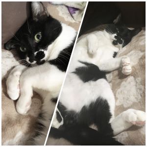 わさお（秋田市）わさおがうちの子になって1年が経ちました。わさおが来てくれてから、毎日がより楽しく充実しています。これからも家族の一員として、仲良く暮らしていきたいと思います。素敵なご縁をありがとうございました。