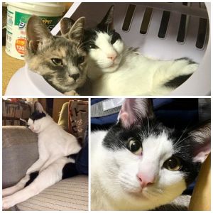 やまと（横手市）我が家の一員となってそろそろ2カ月。あまりに賢くて「人間みたいだよね」なんて言われるくらい様々なエピソードに事欠かないやまちゃんです。いつも一緒の先住猫くるみが避妊手術で外泊した際は玄関先で夜心配そうに鳴いてました。毎日たくさん遊び、甘え、眠り、そこそこ食べ、ややスリム化しましたが病気もせず元気な毛艶をキープしてます。表情豊かで、クルクルおめめで時々語りかけてきてくれて本当に癒されます。我が家にきてくれてありがとう！これからも現況報告しますね！