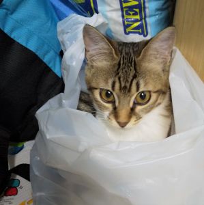 きなこ（秋田市）我が家にきなこが来てくれたおかげで、家の中が明るくなりました。子どもたちは、社会人と学生ということもあり、きなこをみんなで猫可愛がりしています。静かだった我が家が今では毎日きなこの大運動会で賑やかです。大切な家族を譲渡してくださりありがとうございます。