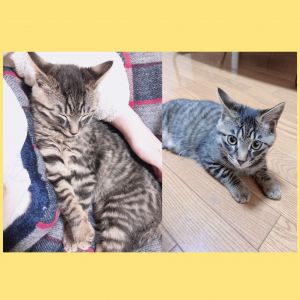ぽんちゃん（羽後町）お迎えしてから約2ヶ月半が経ちました！家にきたばかりの頃は、私が動いただけでシャーと威嚇して、すみっこの暗がりでずっと固まっていたので心配だったのですが、徐々に慣れてくれて、今では膝の上でも寝てくれるようになりました…！先日体重を測定したら3.2kgになっており、すくすく成長しています。最近はボールのおもちゃがお気に入りで一緒に遊んでほしいと持ってきてくれます…！私の家に来てくれるまで大切にお世話して下さったいぬねこネットワーク秋田の皆様、本当にありがとうございます…！またご報告させて頂きます…！