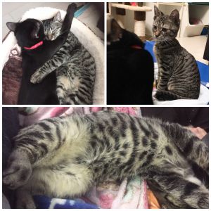 テン（秋田市）テンは先住猫(ココ)と仲良くしています。今ではココよりも大きくなり、去勢手術も完了しております。家族の一員になれて本当に幸せな毎日を送っております。ありがとうございました。