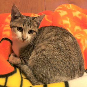 わお（秋田市）毎日元気いっぱいで、よく食べよく眠りよく遊び、こんなに大きくなりました。お姫様みたいなかわいいお顔だから、「おひめ」と名付けようかと思っていたのですが、びっくりするほどの活発な姿とワオキツネザルのようなキレイなしましま模様の長いしっぽを見て、名前は「わお」にしました。家族みんな、わおちゃんが大好きです。