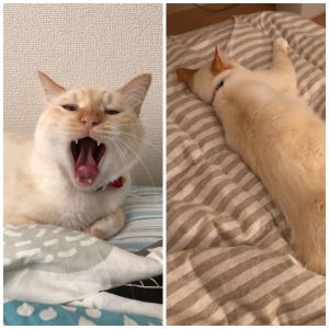 ももた（秋田市）ももた君が来てちょうど一年になりました。最初はなかなか馴染めず噛んでみたり爪を立てたりと私が泣いていぬねこネットワークの方に相談していた日が昨日のように思えます。保護された方からも温かい励ましをもらい今日までこれました。現在は私の背中で寝てることもあるほど仲良くなれました。責任をもってももたと一緒に居れるよう最大限の努力をしたいと思います。