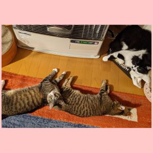 きゅうちゃん（秋田市）きゅうちゃんがうちに来てくれて1年先輩猫と後輩も増えて３匹仲良く暮らしています。お転婆だけど、優しいきゅうちゃんが居てくれて毎日が楽しいです。これからもずっと元気で楽しく過ごそうね!