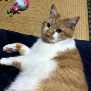 アキ（大仙市）アキが我が家に来てからあっという間に1年が経ちましたご飯をもりもり食べて、病気になることなく、とても元気で大きくなりました！腕の中で寝たり、足にすりすり、手にすりすり、腕をハミハミしたり、甘えん坊で可愛い私たち家族の癒し系アイドルです！これからも元気に楽しく暮らしていきたいと思います素敵な出会いを本当にありがとうございます