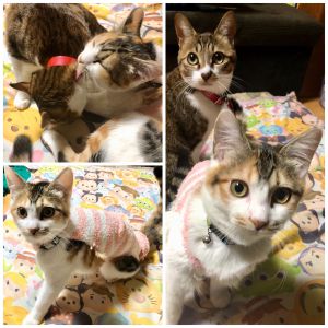 ミケ（にかほ市）我が家に来て１ヶ月が経ちました。名前は悩んだ末に元々の名前を頂きました(^-^)先住猫のミイが受け入れてくれるか心配でしたが、１週間過ぎた頃から舐めたり追いかけっこしたりといい感じです。ミケは初日からゴロゴロすりすりと警戒することもなかったです。先日手術も無事終わり、まだ抜糸は終わってませんが側から離れなくなりました。２匹で場所の取り合いをしながら一緒の布団で寝てます。一目惚れですぐに決めて良かったです。ありがとうございました(≧∀≦)