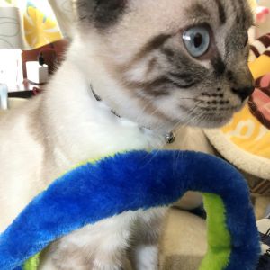 レオ（小坂町）先日、無事に去勢手術を終えました。私たちが甘やかしすぎたせいか順調に体重が増えていて今では少しぽっちゃりになってしまい、ダイエットに挑戦しています。レオは好奇心旺盛でダンボールを噛みちぎったり、高いところに登って降りれなくなったりもしています。そういう所も可愛いです。1番お気に入りのおもちゃはねずみで、投げろと言わんばかりに子供たちのところに持っていきます。反射神経が良くすぐ取られてしまいます。これからも可愛いレオと楽しく暮らしていきたいです！！