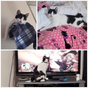 ハク（美郷町）家に来てから1ヶ月立ちました。毎日元気に走り回って遊んでます。家族みんな癒されてます。