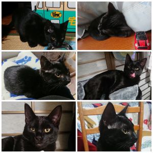 クー愛猫クーが我が家に来て２ヶ月とちょうどが過ぎました少し前になりますが2回目のワクチンも無事接種し、毎月ブロードラインを着けて害虫予防もきちんとしています4月には去勢手術もしますで、クーは毎日元気に家中を走り回りおもちゃだけでも相当買い与えてしまい代わる代わるおもちゃで遊んだりキャットタワーで寝たり運動したりと元気に過ごしています。大切な家族の一員ですね毎日癒されっぱなしで家族とも仲良く過ごしていますこれからもきっちり愛情注いで大切に育てていきます
