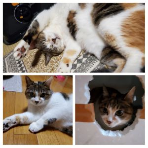 はな2月2日に我が家に来てくれた、みけ猫をはなと名付けさせて頂きました。推定７才とは思えない程活発で、食欲旺盛で、良く寝て、良く遊んでくれます❗とても可愛いです。前の保護主さんが、とても可愛がって下さって教えてくれたようで、お座りができるようなお利口さんです。だいぶ馴れて来て、毎日癒されています。これからも楽しく、一日でも長く一緒にいられるように、大事にして暮らしていきます❗今回は、(はな)とのご縁を結んで頂き本当にありがとうございました_(._.)_