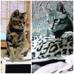カイ（男鹿市）カイちゃんは28日去勢し29日迎えに行きました。術後もすこぶる元気いっぱいで食欲旺盛です。私クタクタですが毎日楽しいです。