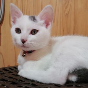 おもち（秋田市）先月で生後3か月の甘えん坊の子猫です。飼い主にどこまでもべっとりついてきます。猫エイズのワクチン接種とお腹の虫の検査もして、すくすく順調に育っています！少しずつ人見知りをしなくなってきました。