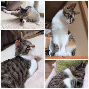 ちゃちゃこんばんは。コロナの影響で、家で過ごす時間が長くなり、ちゃちゃの存在がよりいっそう、我が家の癒しとなっています。窓越しにカラスを見て、歯をカチカチさせたり、廊下を走り壁にキックで方向転換したり、毎日がとても楽しそうです。