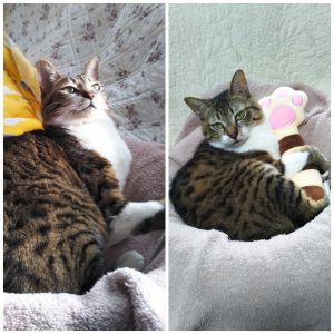 チャコ（横手市）マイペースで、おっとりしたお嬢さんです。我が家に来て2ヶ月、すっかり馴染んでくれて、遊んだり、おしゃべりしたり、だっこをせがんだり、毎日楽しく過ごしています。最後までチャコに幸せだと思ってもらえるように、お世話をしたいと思っています。