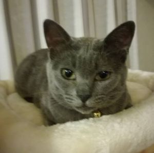ルコ（秋田市）すっかり我が家の愛娘になりました。甘えん坊で食いしん坊ボール遊びが大好き！サッカー選手顔負け？のパス回しはプロ級ですよ～毎日元気いっぱい楽しく暮らしてまぁ～す