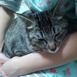 ソラ（能代市）最初は慣れてくれるか心配でしたが、今ではすっかり慣れたようで、寝てるときはおもいっきり伸びてます。最近はひざに乗って寝ることもあります。