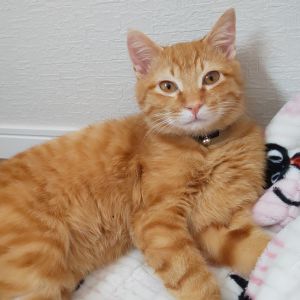 神・ジン（湯沢市）我が家に来て２ヶ月が経ちました。先住猫ちゃんとの相性が心配でしたが、すぐに仲良し？になって今では毎日走り回っています。左目はウイルス性の疾患という事で、目やにがひどくなった時は通院しています。毎日、よく食べよく寝てたくさん遊んで、いっぱい鳴いて甘えてきてくれます。ジンが来てくれて幸せいっぱいです。ありがとうございました。