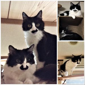 さくらとあんず（秋田市）お家にきて2ヶ月経ちました。だいぶ慣れてくれて足にスリスリしたり、のどをゴロゴロ鳴らしてくれるようになりました。あんずには頬ずりしてます。とても可愛いです。保護主さんはじめ多くの皆さんに感謝してます。ありがとうございます。