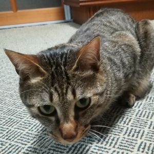 くり譲って頂いた、猫の“くり”が我が家に来てから、1年経ちました！最初は、なかなか呼んでもこちらに来てくれませんでしたが、今では呼ぶと、『にゃ～』と返事をして、寄ってきてくれるようになりました。これからも、家族で仲良く過していきたいと思います～(*^^*)