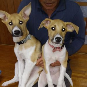 チップとデール（美郷町）たくさんの人に可愛がってもらいながら、すくすく育っております。彼らが少しずつ大人になっていく様子を毎日楽しく見させてもらっております。元気過ぎるところもあり大変なこともありますが、大切に育てて参ります。