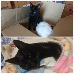 クーご無沙汰してます。愛猫クーですが無事去勢手術も終わり日々元気に過ごしています。来た時よりもさらに甘えん坊になり家族共々以前に増して癒されています。我が家には居なくてはならない存在です。
